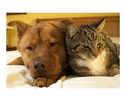 >Loving like cats and dogs…